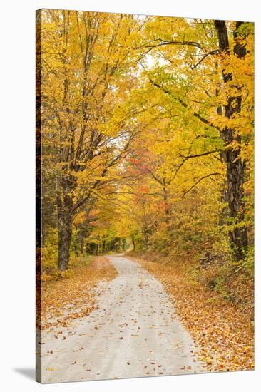 USA, New England, Vermont tree-lined roadway in Autumns Fall colors.-Sylvia Gulin-Stretched Canvas