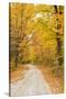 USA, New England, Vermont tree-lined roadway in Autumns Fall colors.-Sylvia Gulin-Stretched Canvas