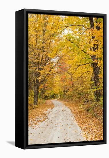 USA, New England, Vermont tree-lined roadway in Autumns Fall colors.-Sylvia Gulin-Framed Stretched Canvas