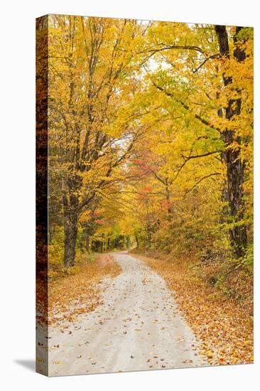 USA, New England, Vermont tree-lined roadway in Autumns Fall colors.-Sylvia Gulin-Stretched Canvas