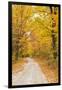 USA, New England, Vermont tree-lined roadway in Autumns Fall colors.-Sylvia Gulin-Framed Photographic Print