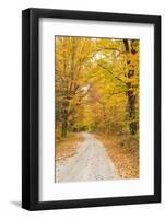 USA, New England, Vermont tree-lined roadway in Autumns Fall colors.-Sylvia Gulin-Framed Photographic Print