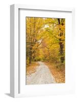 USA, New England, Vermont tree-lined roadway in Autumns Fall colors.-Sylvia Gulin-Framed Photographic Print