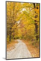 USA, New England, Vermont tree-lined roadway in Autumns Fall colors.-Sylvia Gulin-Mounted Photographic Print