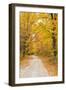 USA, New England, Vermont tree-lined roadway in Autumns Fall colors.-Sylvia Gulin-Framed Photographic Print