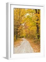 USA, New England, Vermont tree-lined roadway in Autumns Fall colors.-Sylvia Gulin-Framed Photographic Print