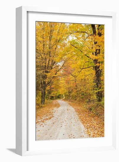 USA, New England, Vermont tree-lined roadway in Autumns Fall colors.-Sylvia Gulin-Framed Photographic Print