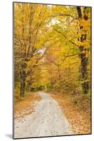 USA, New England, Vermont tree-lined roadway in Autumns Fall colors.-Sylvia Gulin-Mounted Photographic Print