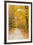 USA, New England, Vermont tree-lined roadway in Autumns Fall colors.-Sylvia Gulin-Framed Photographic Print