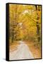 USA, New England, Vermont tree-lined roadway in Autumns Fall colors.-Sylvia Gulin-Framed Stretched Canvas