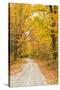 USA, New England, Vermont tree-lined roadway in Autumns Fall colors.-Sylvia Gulin-Stretched Canvas