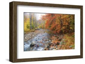 USA, New Hampshire Autumn colors on Maple, Beech trees along the edge of the river-Sylvia Gulin-Framed Photographic Print