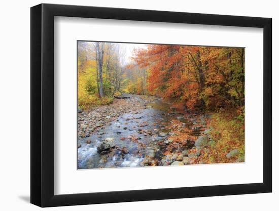 USA, New Hampshire Autumn colors on Maple, Beech trees along the edge of the river-Sylvia Gulin-Framed Photographic Print