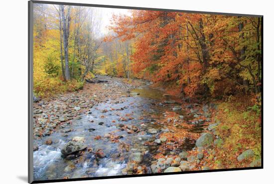 USA, New Hampshire Autumn colors on Maple, Beech trees along the edge of the river-Sylvia Gulin-Mounted Photographic Print