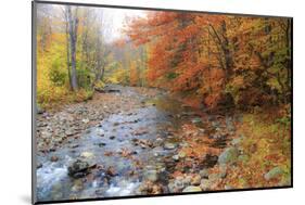 USA, New Hampshire Autumn colors on Maple, Beech trees along the edge of the river-Sylvia Gulin-Mounted Photographic Print