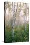 USA, New Hampshire. Birch Trees in Clearing Fog-Jaynes Gallery-Stretched Canvas