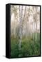 USA, New Hampshire. Birch Trees in Clearing Fog-Jaynes Gallery-Framed Stretched Canvas