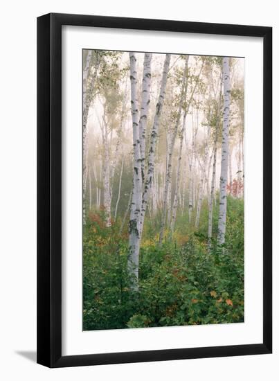 USA, New Hampshire. Birch Trees in Clearing Fog-Jaynes Gallery-Framed Premium Photographic Print