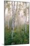 USA, New Hampshire. Birch Trees in Clearing Fog-Jaynes Gallery-Mounted Premium Photographic Print