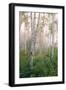 USA, New Hampshire. Birch Trees in Clearing Fog-Jaynes Gallery-Framed Photographic Print