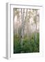 USA, New Hampshire. Birch Trees in Clearing Fog-Jaynes Gallery-Framed Photographic Print