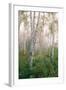 USA, New Hampshire. Birch Trees in Clearing Fog-Jaynes Gallery-Framed Photographic Print