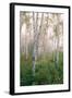 USA, New Hampshire. Birch Trees in Clearing Fog-Jaynes Gallery-Framed Photographic Print