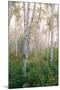USA, New Hampshire. Birch Trees in Clearing Fog-Jaynes Gallery-Mounted Photographic Print