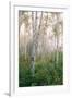 USA, New Hampshire. Birch Trees in Clearing Fog-Jaynes Gallery-Framed Photographic Print