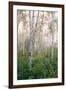 USA, New Hampshire. Birch Trees in Clearing Fog-Jaynes Gallery-Framed Photographic Print