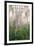 USA, New Hampshire. Birch Trees in Clearing Fog-Jaynes Gallery-Framed Photographic Print