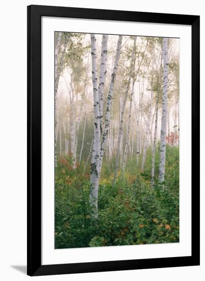 USA, New Hampshire. Birch Trees in Clearing Fog-Jaynes Gallery-Framed Photographic Print