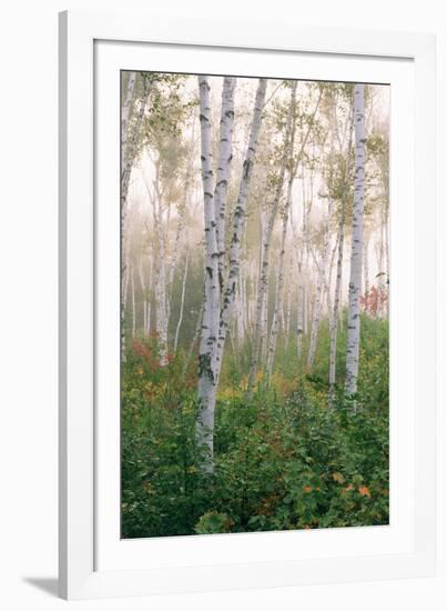 USA, New Hampshire. Birch Trees in Clearing Fog-Jaynes Gallery-Framed Photographic Print