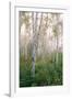 USA, New Hampshire. Birch Trees in Clearing Fog-Jaynes Gallery-Framed Photographic Print