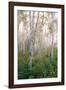 USA, New Hampshire. Birch Trees in Clearing Fog-Jaynes Gallery-Framed Photographic Print