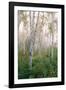 USA, New Hampshire. Birch Trees in Clearing Fog-Jaynes Gallery-Framed Photographic Print