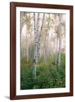 USA, New Hampshire. Birch Trees in Clearing Fog-Jaynes Gallery-Framed Photographic Print