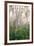 USA, New Hampshire. Birch Trees in Clearing Fog-Jaynes Gallery-Framed Photographic Print