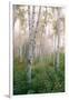 USA, New Hampshire. Birch Trees in Clearing Fog-Jaynes Gallery-Framed Photographic Print