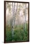 USA, New Hampshire. Birch Trees in Clearing Fog-Jaynes Gallery-Framed Photographic Print