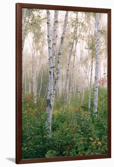 USA, New Hampshire. Birch Trees in Clearing Fog-Jaynes Gallery-Framed Photographic Print