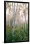 USA, New Hampshire. Birch Trees in Clearing Fog-Jaynes Gallery-Framed Photographic Print