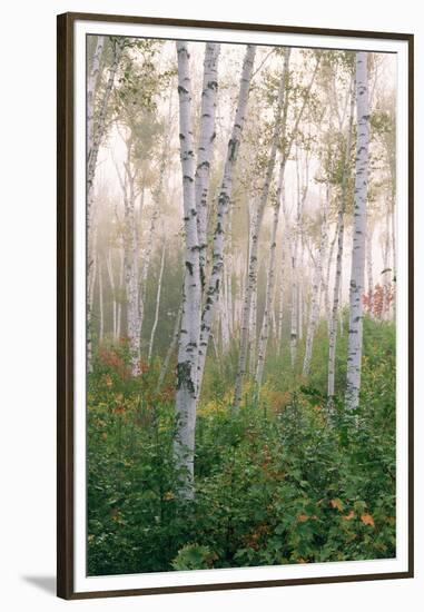 USA, New Hampshire. Birch Trees in Clearing Fog-Jaynes Gallery-Framed Premium Photographic Print