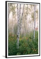 USA, New Hampshire. Birch Trees in Clearing Fog-Jaynes Gallery-Framed Premium Photographic Print