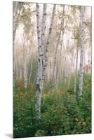 USA, New Hampshire. Birch Trees in Clearing Fog-Jaynes Gallery-Mounted Premium Photographic Print