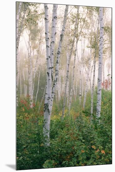 USA, New Hampshire. Birch Trees in Clearing Fog-Jaynes Gallery-Mounted Premium Photographic Print