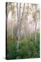 USA, New Hampshire. Birch Trees in Clearing Fog-Jaynes Gallery-Stretched Canvas