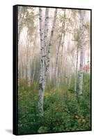 USA, New Hampshire. Birch Trees in Clearing Fog-Jaynes Gallery-Framed Stretched Canvas