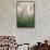 USA, New Hampshire. Birch Trees in Clearing Fog-Jaynes Gallery-Framed Stretched Canvas displayed on a wall