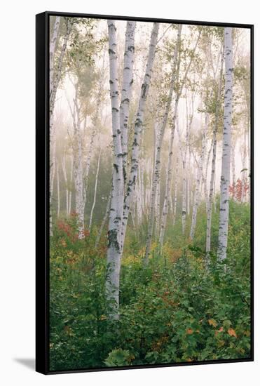 USA, New Hampshire. Birch Trees in Clearing Fog-Jaynes Gallery-Framed Stretched Canvas